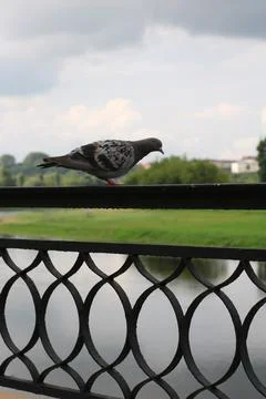 River, bird, dove Stock Photos