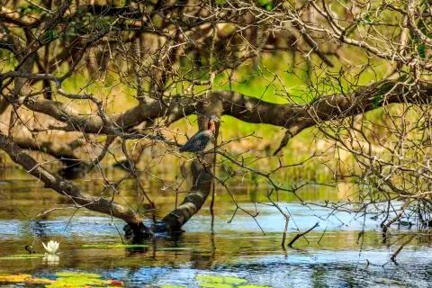 River bird Stock Photos