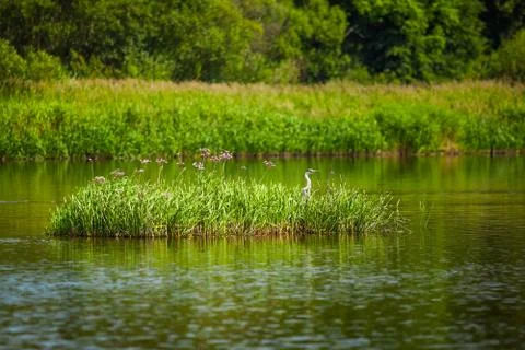 River bird Stock Photos