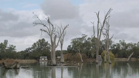 River birds HD Stock Footage 231279838