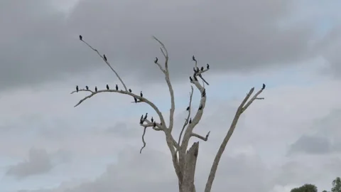 River birds on a tree Stock Footage 231279819
