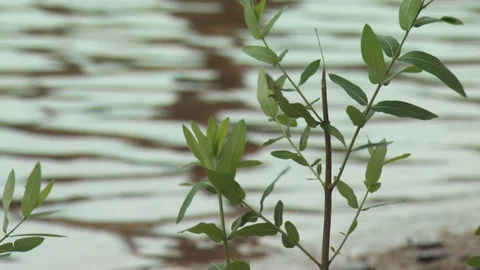 River Boat Stock Footage 123928782
