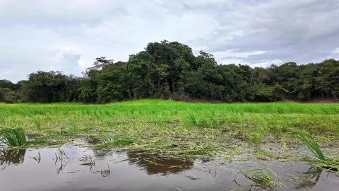 River boat trip at Parana do Mamori in the Amazon rainforest, Manaus in Brazil Stock-Footage 305184063