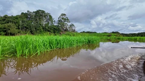 River boat trip at Parana do Mamori in the Amazon rainforest, Manaus in Brazil Stock Footage 314892435