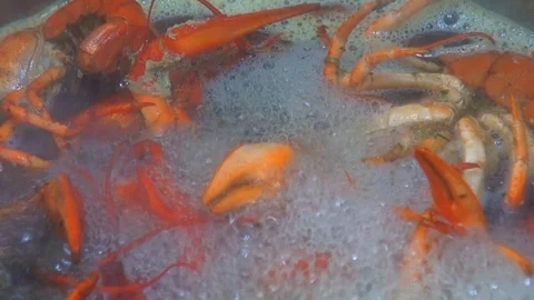 River boiled crayfish a good snack to beer. Waiter puts on the table a plate of Stock Footage 120001436