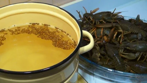 River boiled crayfish a good snack to beer. Waiter puts on the table a plate of Stock Footage 120002363