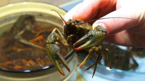 River boiled crayfish a good snack to beer. Waiter puts on the table a plate of Stock Footage 120002510