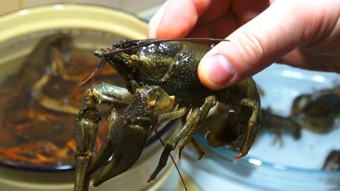 River boiled crayfish a good snack to beer. Waiter puts on the table a plate of Stock Footage 120002567