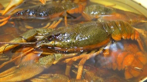 River boiled crayfish a good snack to beer. Waiter puts on the table a plate of Stock Footage 120002747