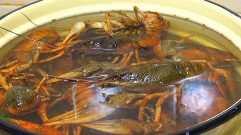 River boiled crayfish a good snack to beer. Waiter puts on the table a plate of Stock Footage 120002792