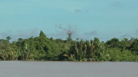 River of Borneo Stock Footage 106110689