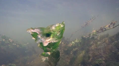 River bottom fish seaweed Video stock 65294681