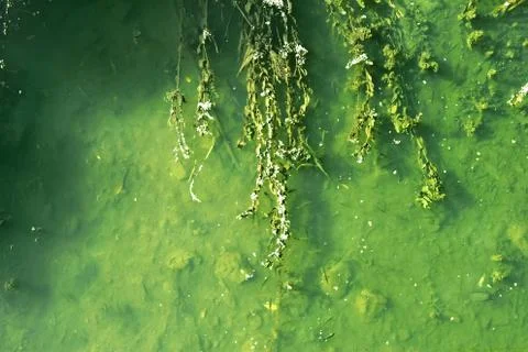 River bottom Stock Photos