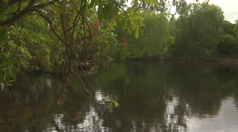 River with Branches Stock Footage 35174569