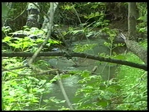 River Branches Stock Footage 340541307