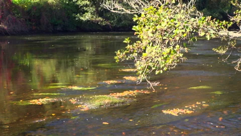 RIVER, BRANCHES, WATER REFLECTIONS 動画素材 243376853
