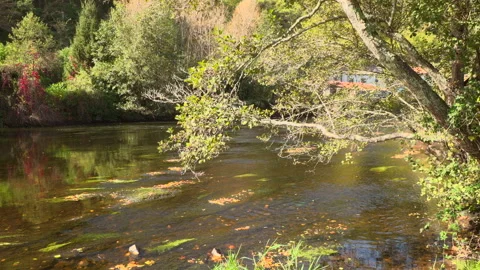 RIVER, BRANCHES, WATER REFLECTIONS 動画素材 243376894