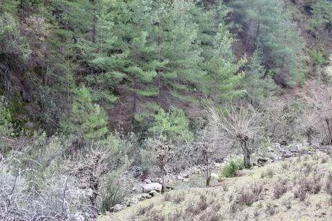 River bridge trees Foto stock