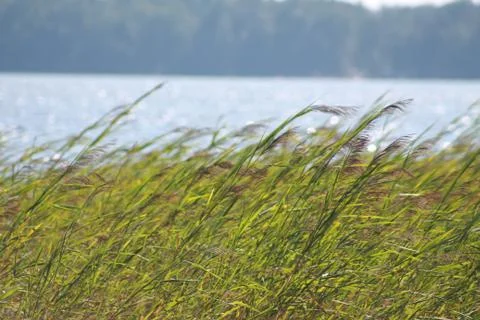 River bulrush Stock Photos