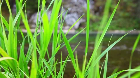 River in the bush Stock Footage 48816056