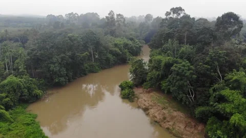 River canal through tropical forest morning sunrise with fog aerial view Stock Footage 163200215