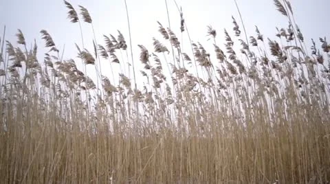 River cane during the winter period Stock Footage
