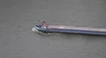 River Cargo Ship Passing Barge Navigation Transporting Goods Freight Transport HD Footage