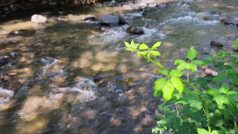 River in Carpathians. Water running through stones in summer day. Stock Footage