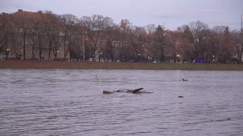 The river carries garbage from the mountains after the flood, Uzhgorod, Ukraine 스톡 동영상 83429302