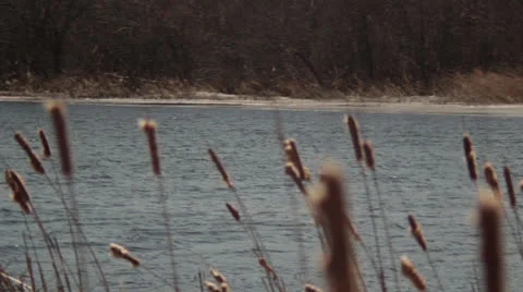 River with Cattails Video stock 22824714
