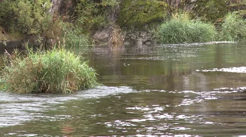 River at Cenarth Falls 動画素材 66534836