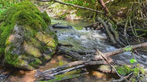 River Chalpa into the forest Video stock 73936636