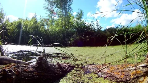 River Channel Environment Overview; Front View Stock Footage 103630251