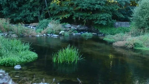 A river of clean and transparent waters runs quietly between the trees. Stock Footage 214860948