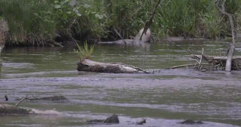 River, clean sand and vegetation, 4K slomo Stock Footage 244308278