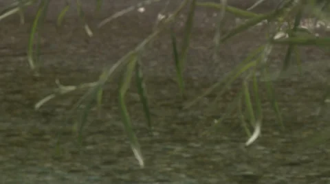 River clean water 스톡 동영상 37231672