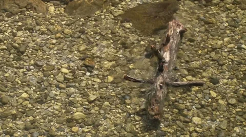 River clean water 動画素材 37268485