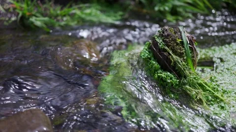 A river with clear water flowing Stock Footage 331626169