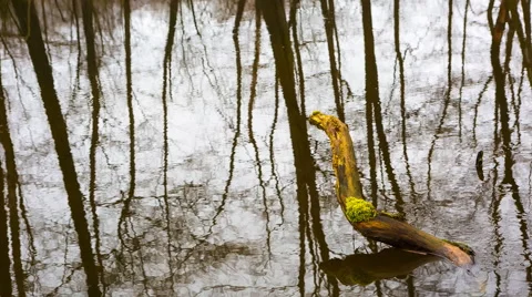 River close up with dead tree fragment Stock Footage 61041723