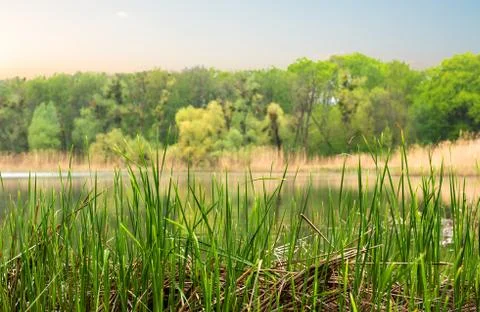 River in cloudy evening Stock Photos