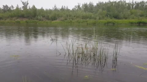 River in cloudy weather and rain Stock Footage 255877994
