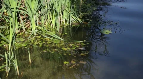 River coast with green grass on the beach Stock Footage 49342312
