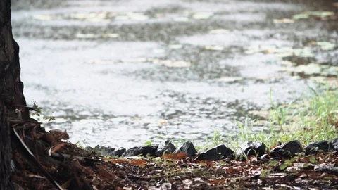 River coast in slow motion Video stock 128138987