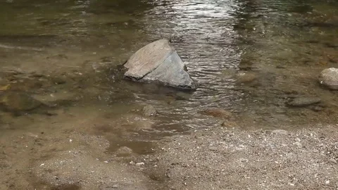 River Cocker Spaniel Dog Reflection Sky Water Forest Stock-Footage 75801542