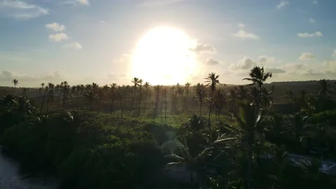River to coconut tree on Beach Faster Stock Footage 145693184
