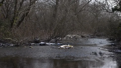 River Colne nr Thames winter day snow melting wide 動画素材 86597301
