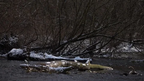 River Colne nr Thames winter day snow melting close 動画素材 86597304