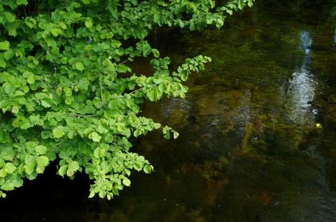 River Cong Foto stock