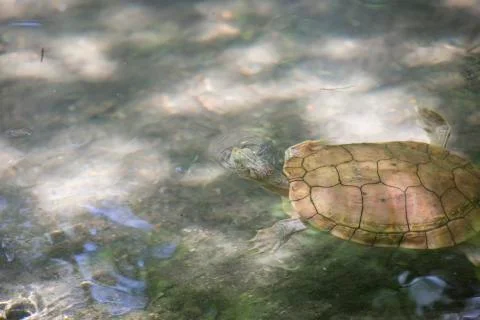 River Cooter Turtle Foto stock