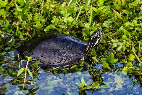 River cooter turtle in a stream after a hard rain 스톡 사진